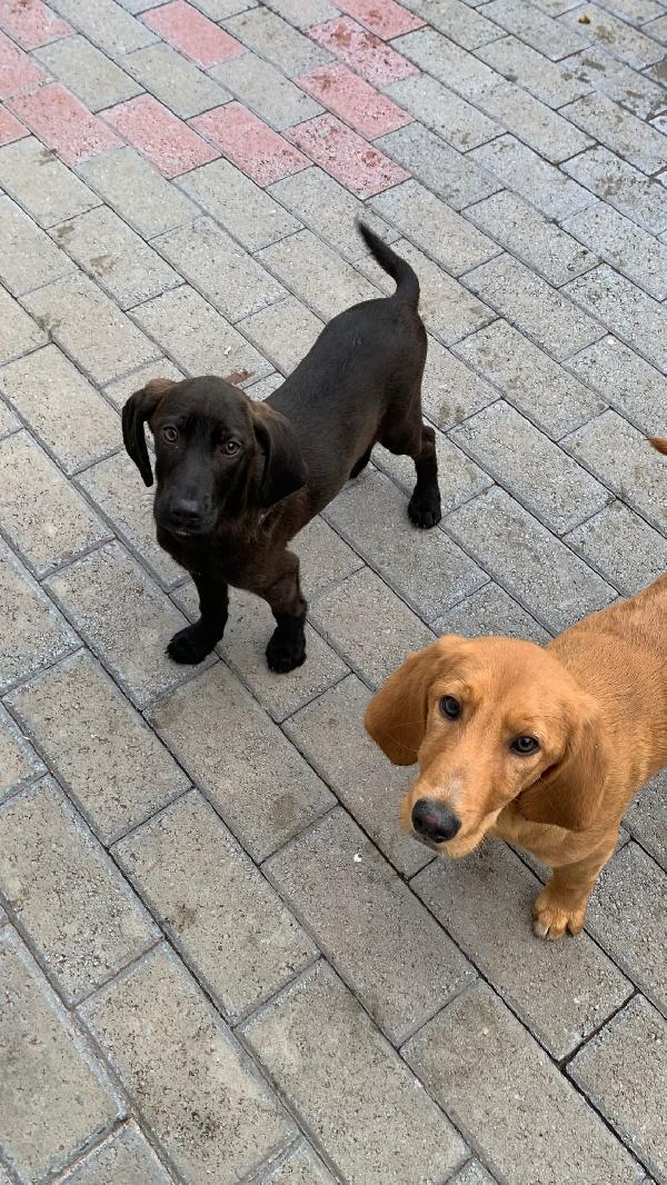 TIM E TITO CUCCIOLI Foto 3